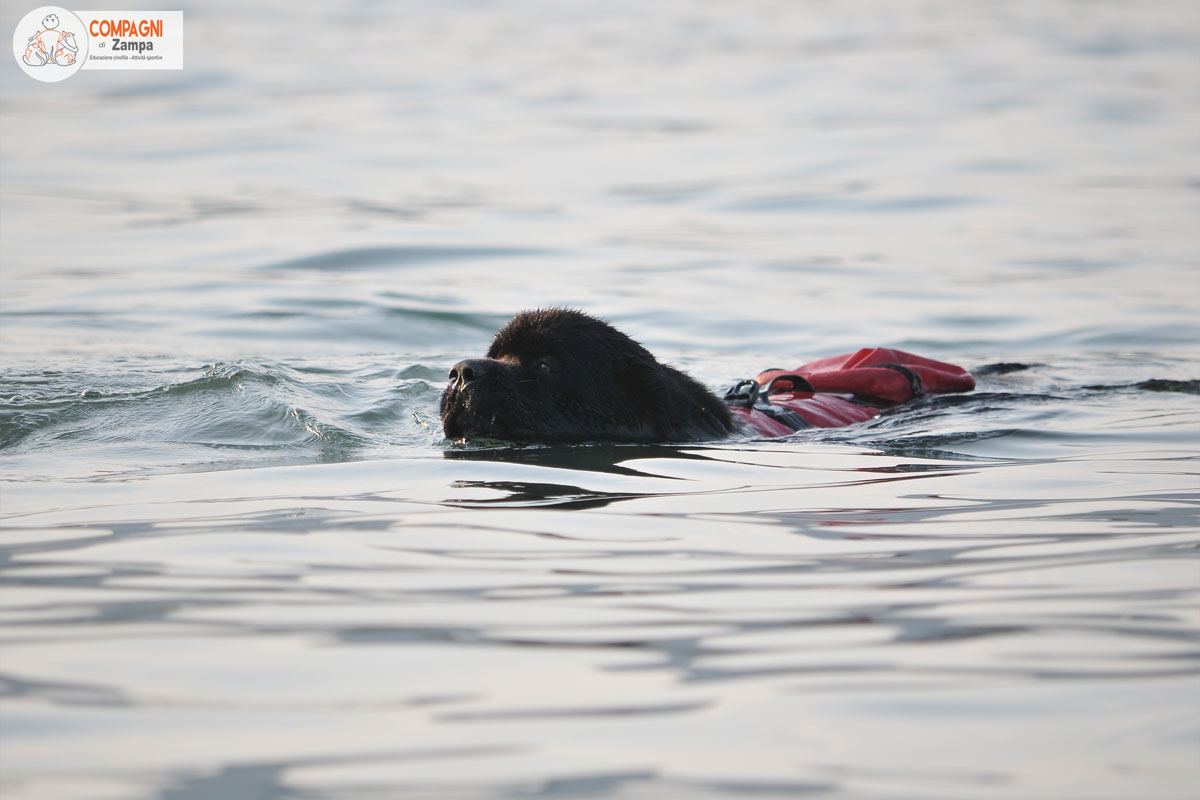 attività natatorie con cani