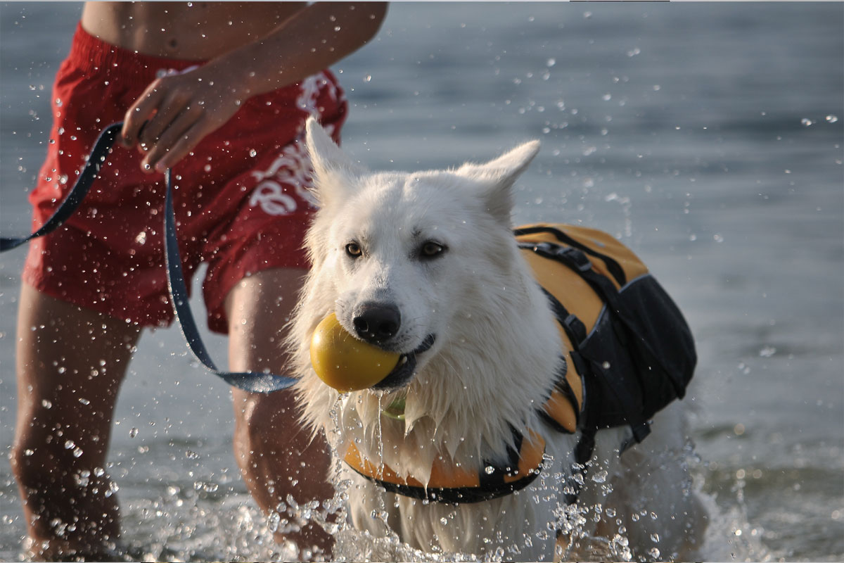 attività natatorie con cani